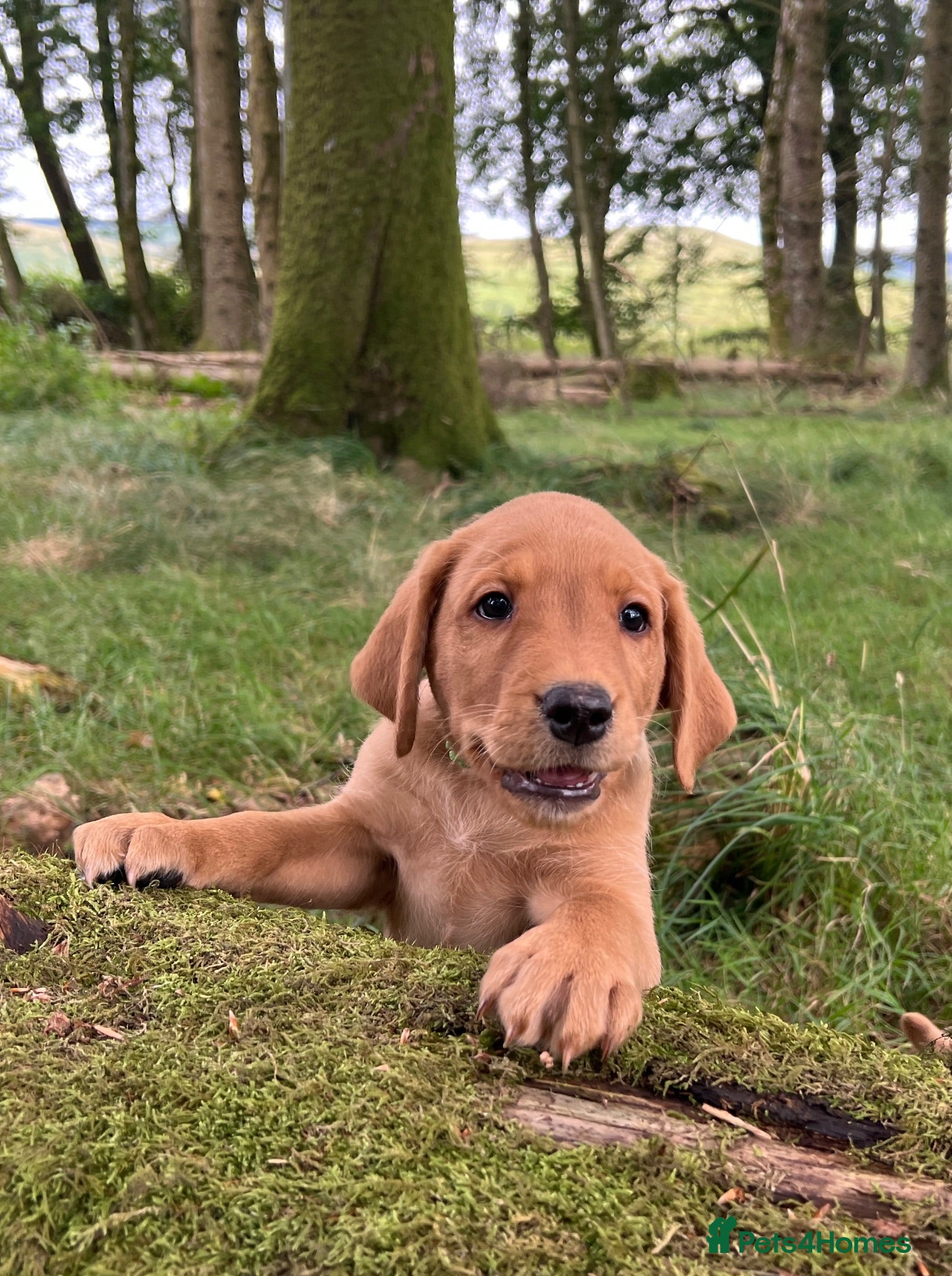 Labrador Retriever dogs kC reg fox red labs FTCH sired - Advert 2