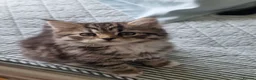 Mixed Breed cats for sale: 4 beautiful domestic longhair mixed kittens in Ellesmere Port - Advert 9