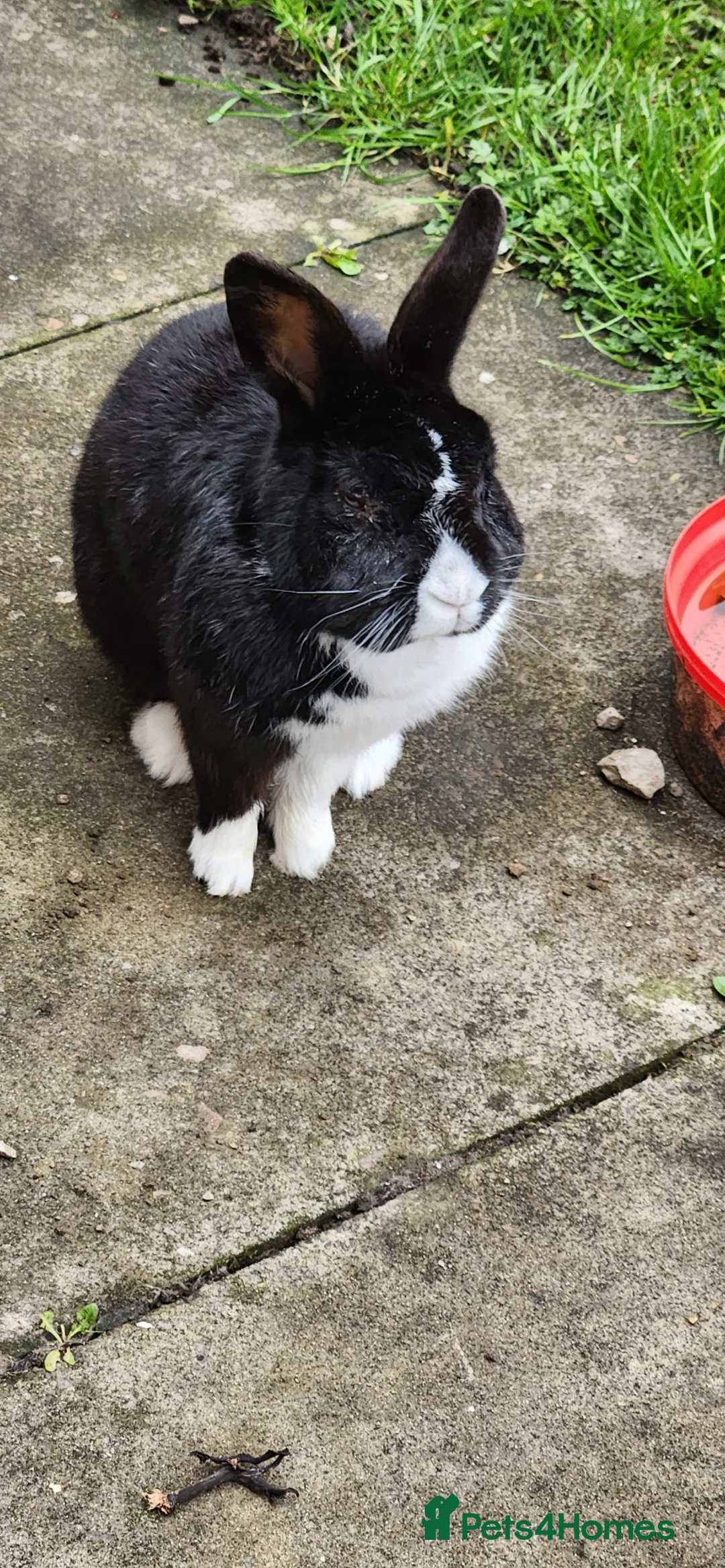 Mixed Breed rabbits for sale: Rabbit in Rochdale - Advert 4