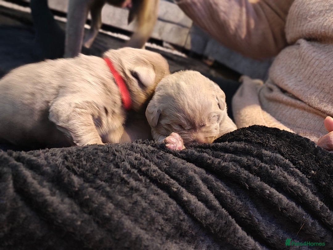 Labrador Retriever dogs for sale: Silver Labrador puppies  - Advert 27