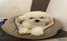 Bichon Frise dogs for sale: Bichon Frise - Image 6