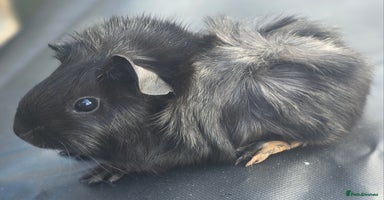 Guinea Pig rodents - Advert 2