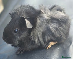 Guinea Pig rodents - Advert 8