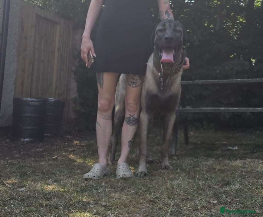 Turkish Kangal dogs for sale: Young Male Kangal Seeking New Home - Advert 8