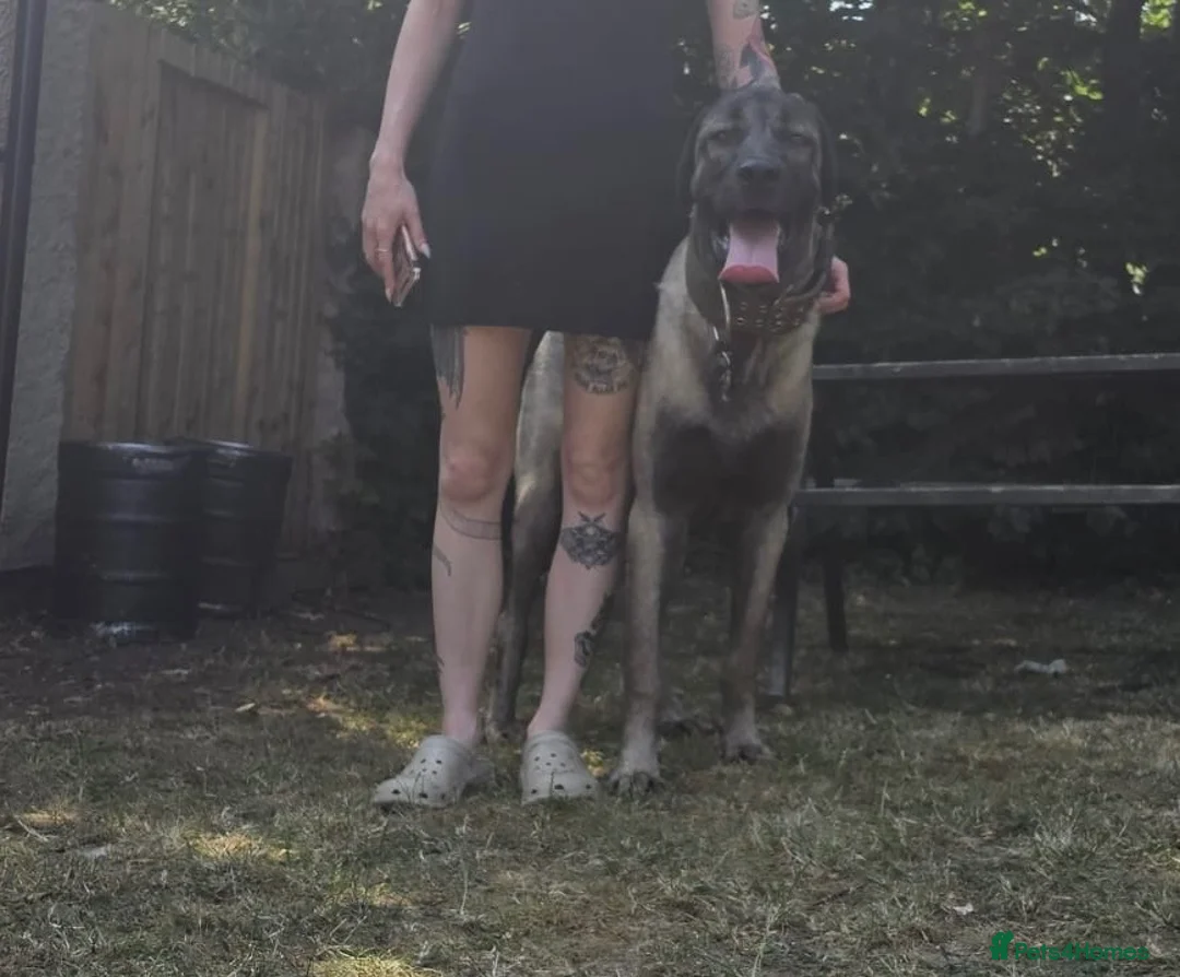 Turkish Kangal dogs for sale: Young Male Kangal Seeking New Home in Salisbury - Advert 1