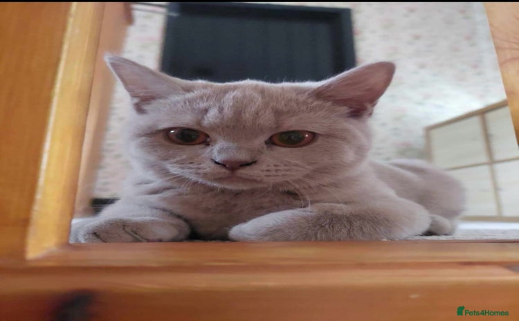British Shorthair cats - Advert 1