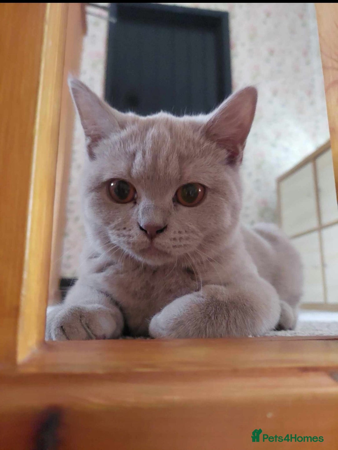 British Shorthair cats for sale: 4 Beautiful British short-hair Blue kittens  - Image 1