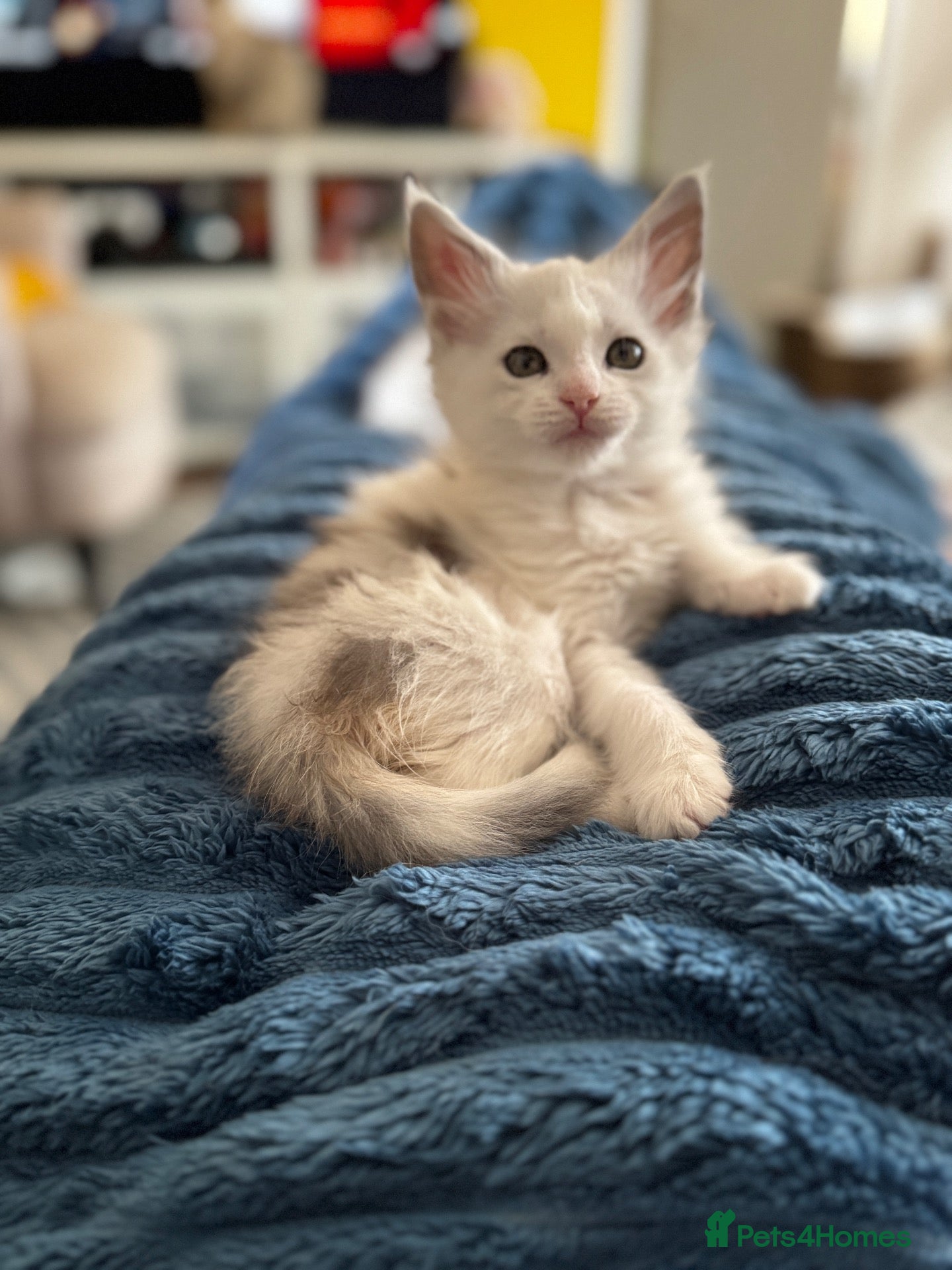 Maine Coon cats 🐾 Beautiful Maine Coon kittens  - Advert 2