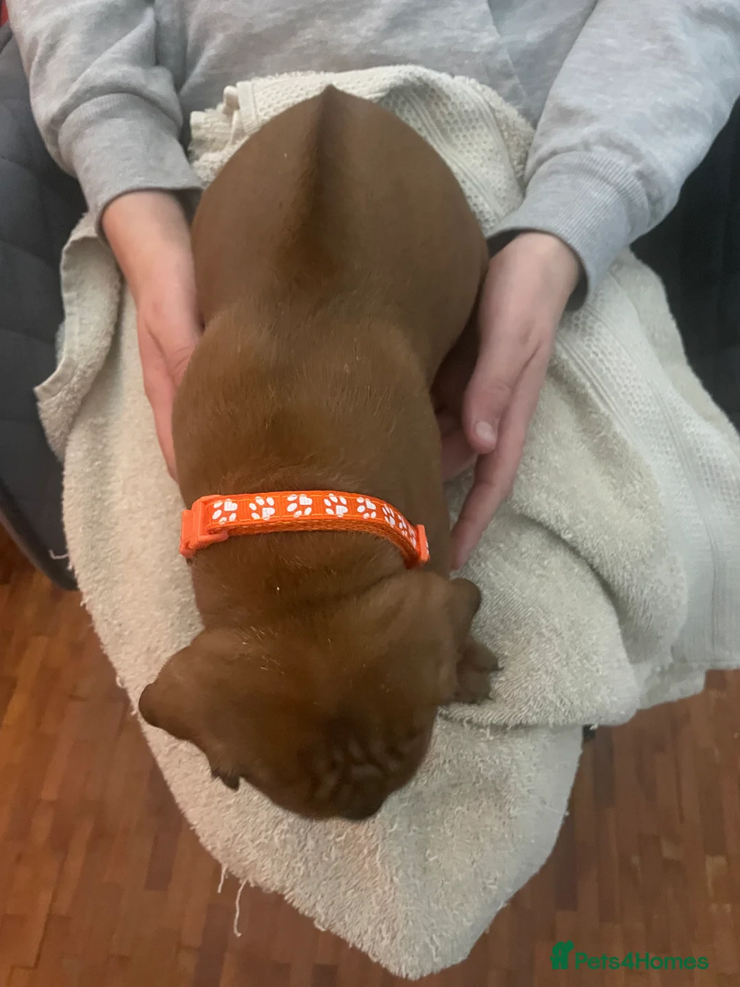 Rhodesian Ridgeback dogs for sale: Beautiful Rhodesian Ridgeback pups - Advert 14