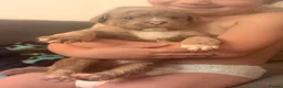 Olde English Bulldogge dogs for sale: Stunning puppies - Advert 11