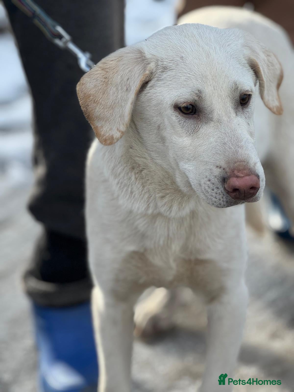 Mixed Breed dogs 🐾 JACK – a Gentle Soul with the Sweetest Eyes 🐾 - Advert 2