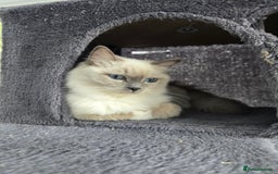 Ragdoll cats for sale: Blue mitted european girl - Image 2
