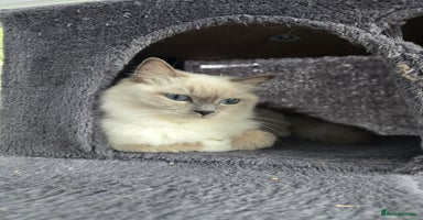Ragdoll cats - Advert 10