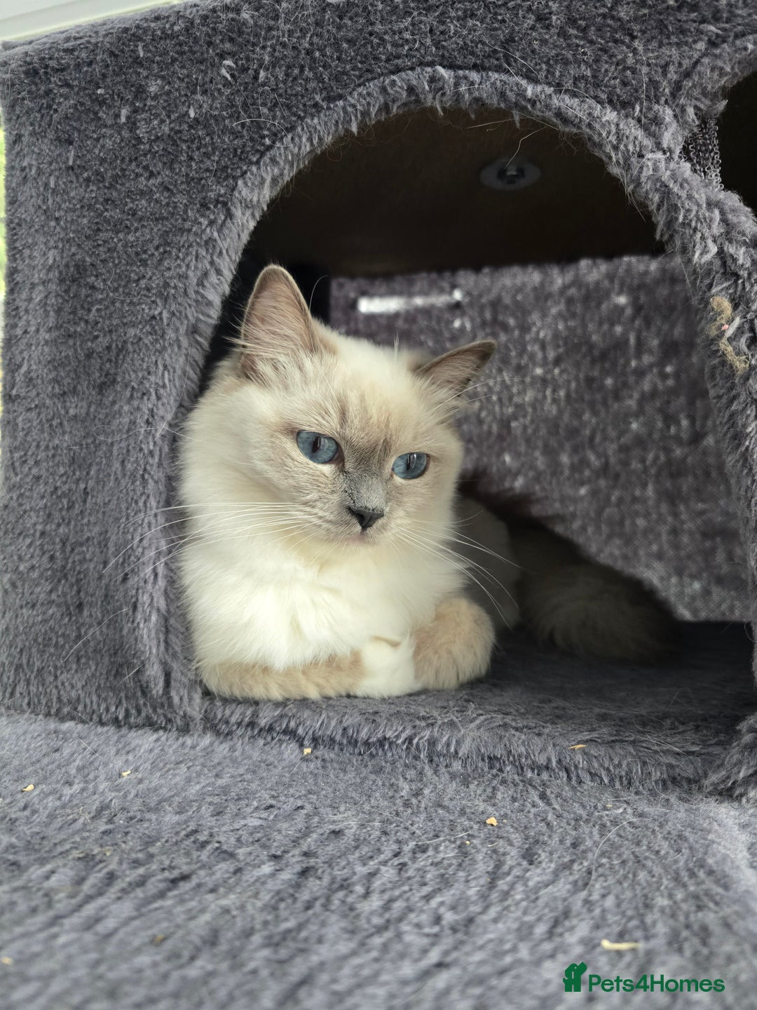 Ragdoll cats for sale: Blue mitted european girl - Image 2