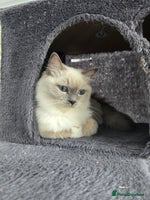 Ragdoll cats - Advert 4