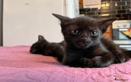 Abyssinian cats for sale: Black tabby Halloween kittens👻 - Image 1