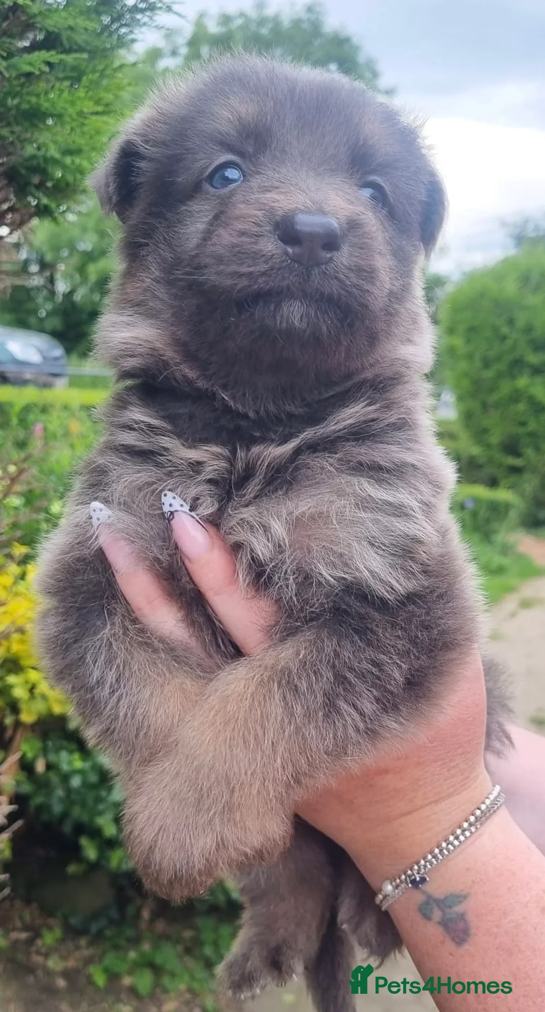 German Shepherd dogs for sale: *Stunning KC German Shepherds* - Advert 6