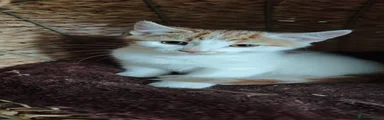 Mixed Breed 1