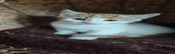 Mixed Breed cats for sale: Ginger-and-white boys and one Clico girl - Advert 16