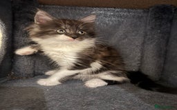 Maine Coon cats for sale: 🐾 Ragdoll × Maine Coon Kittens 🐾 - Image 17
