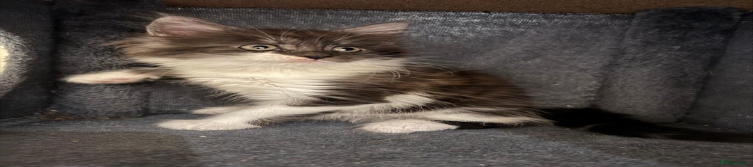 Maine Coon Kitten 3