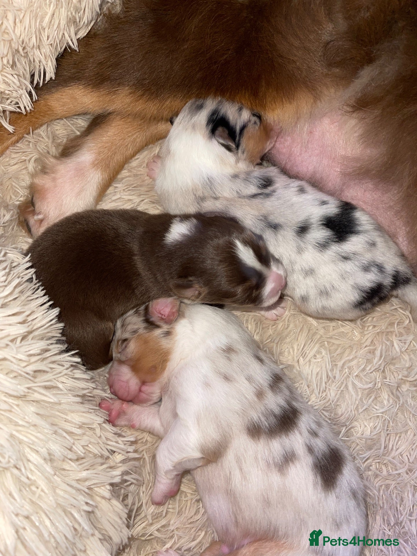 Australian Shepherd dogs Cute Australian Shepherd puppies♥️ - Advert 1