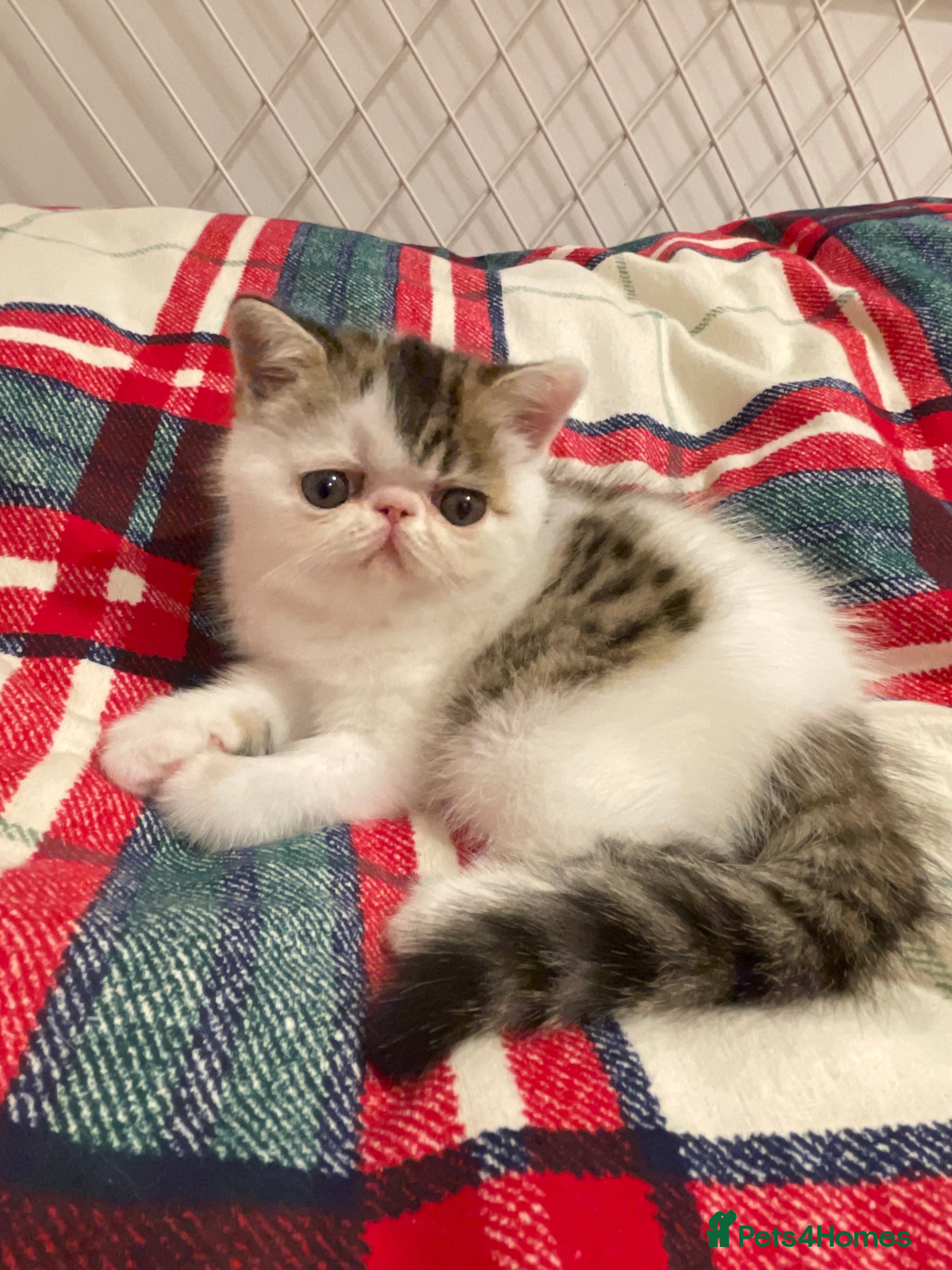 Exotic cats Gorgeous GCCF registered Exotic Shorthair kittens - Advert 6