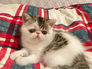 Exotic cats Gorgeous GCCF registered Exotic Shorthair kittens - Advert 6