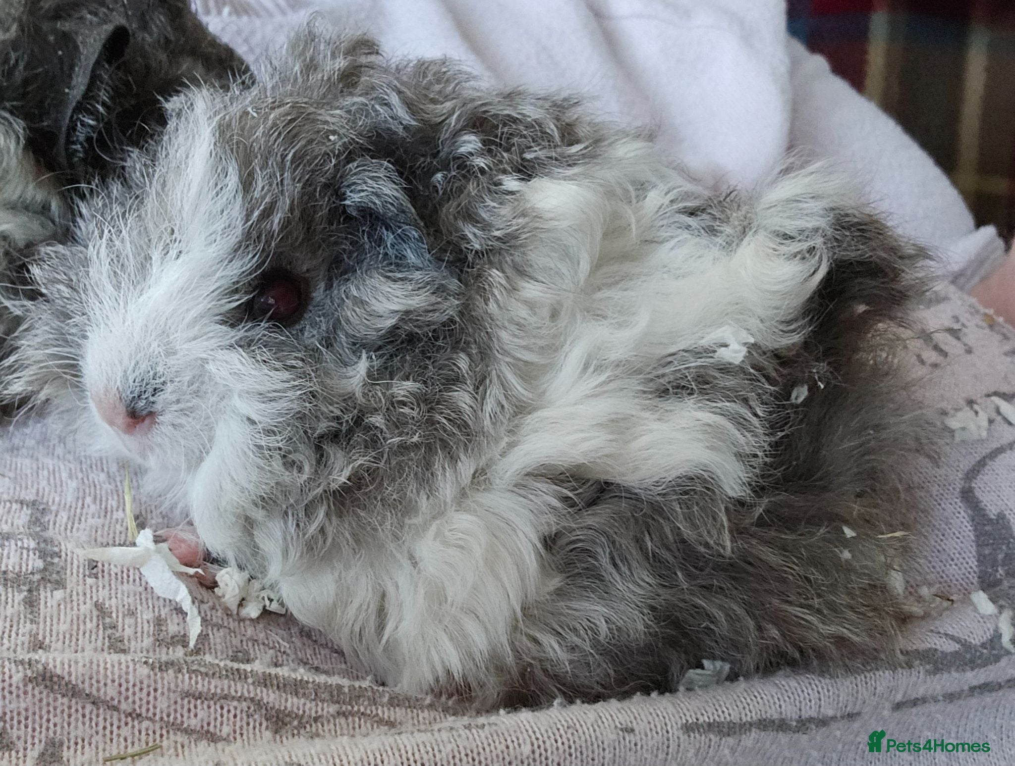 Guinea Pig rodents Beautiful swiss cross lunkarya. - Advert 2