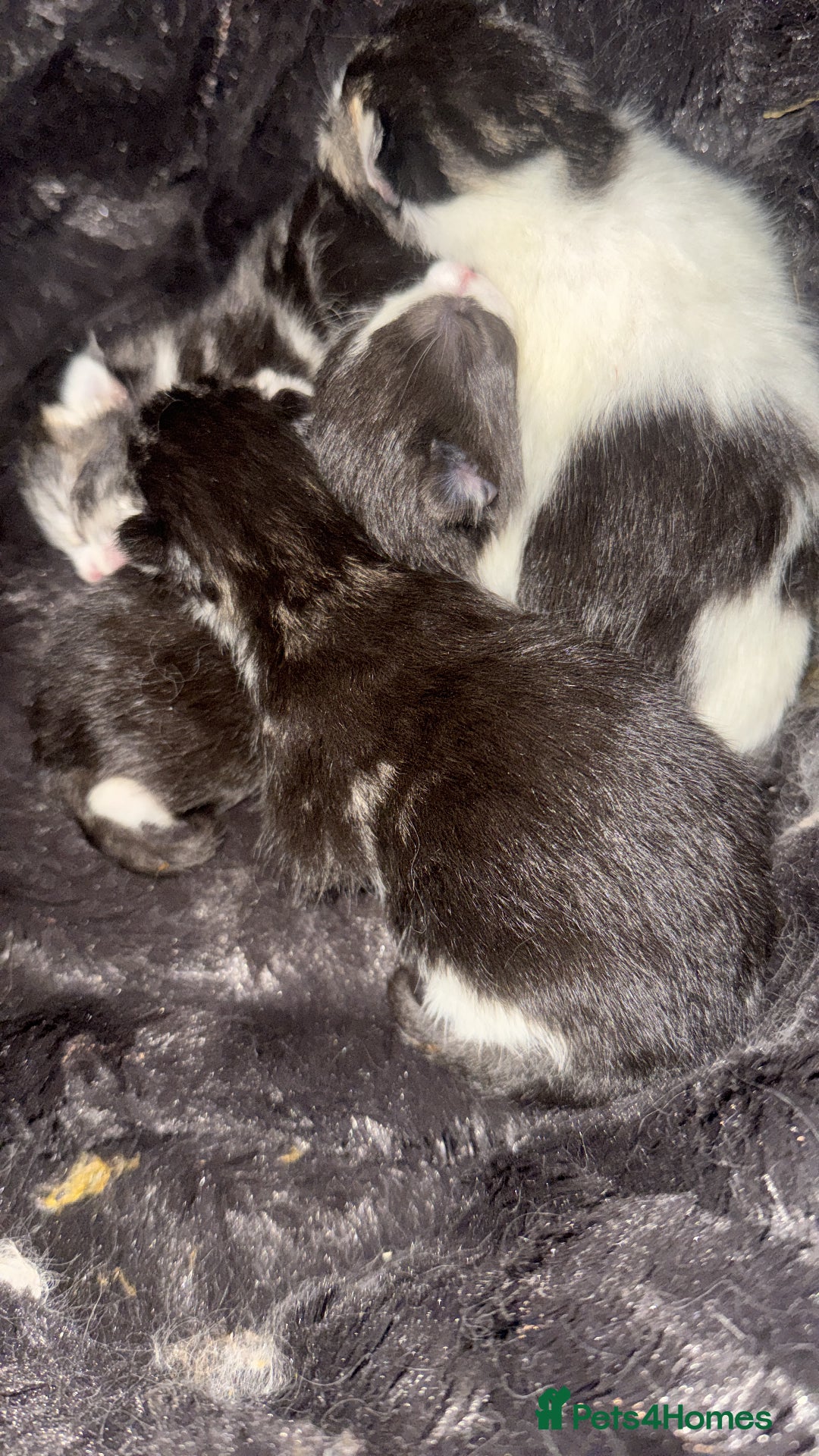 Mixed Breed cats for sale: Maincoon kittens - Advert 2