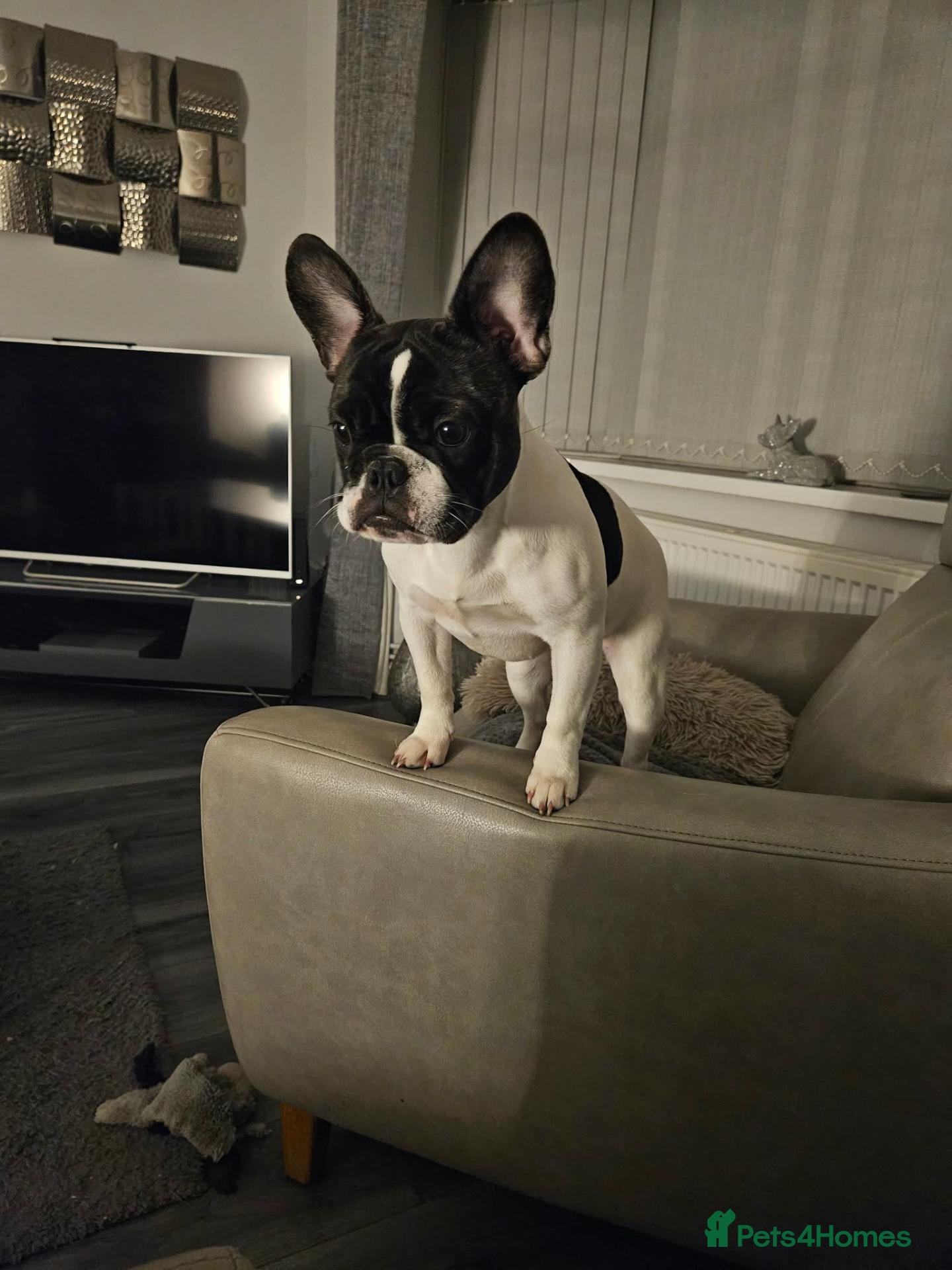 French Bulldog dogs Female french bulldog - Advert 7