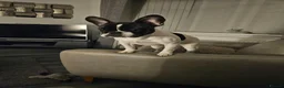 French Bulldog dogs for sale: Female french bulldog in Chesterfield - Advert 1