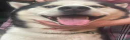 Utonagan dogs for sale: my Huskamute is looking for his new home - Advert 3