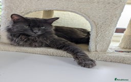 Mixed Breed cats for sale: Stunning Kittens - Image 2
