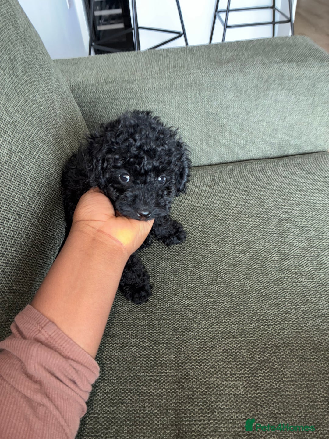 Toy Poodle dogs for sale: Sweet toy poodle boy - Image 2