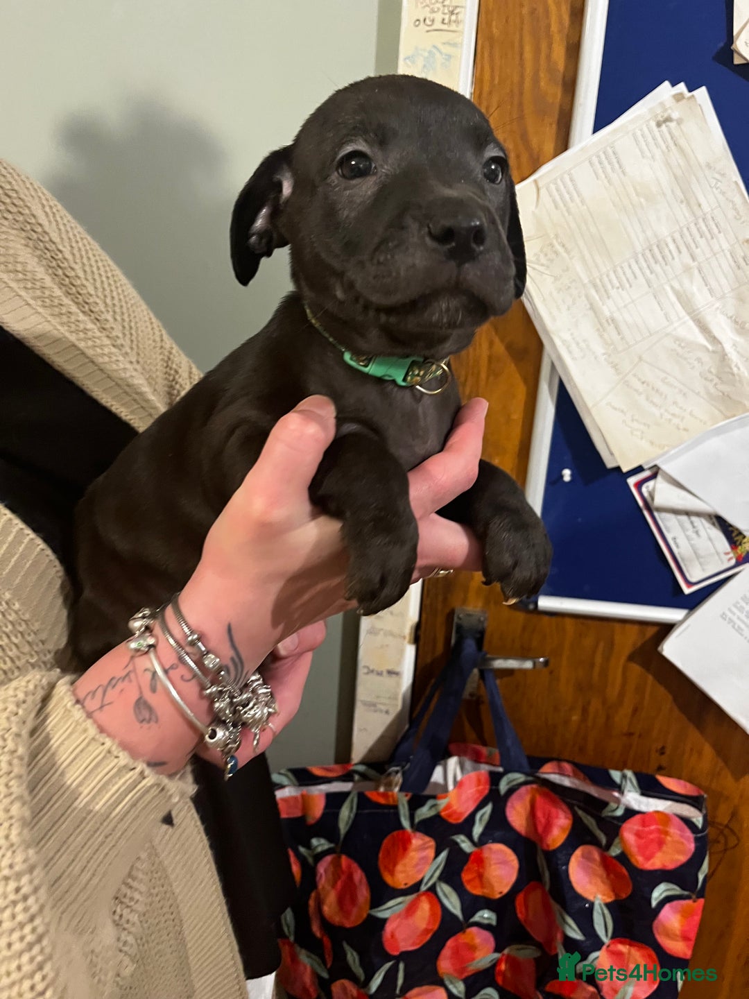 Mixed Breed dogs for sale: Bullador mixed puppies - Advert 6