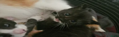 British Shorthair 3