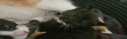 British Shorthair cats for sale: 3 beautiful kittens  - Advert 2