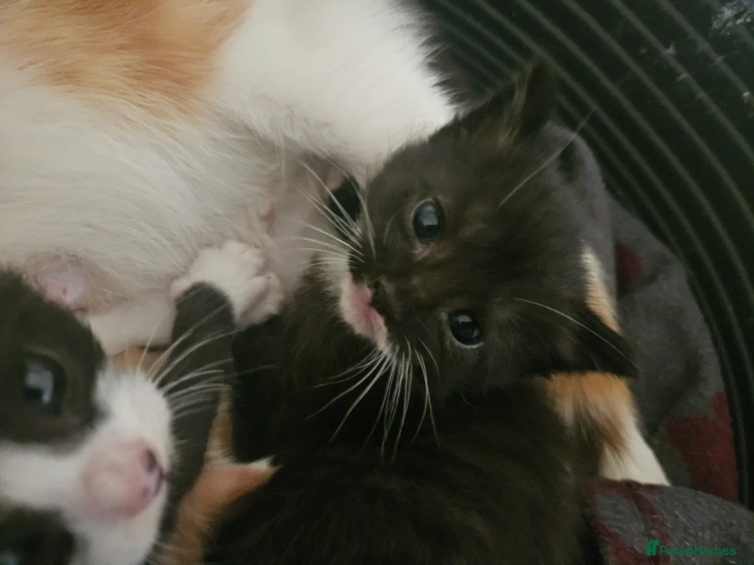 British Shorthair cats for sale: 3 beautiful kittens  - Advert 2