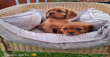 Cavalier King Charles Spaniel dogs - Advert 16