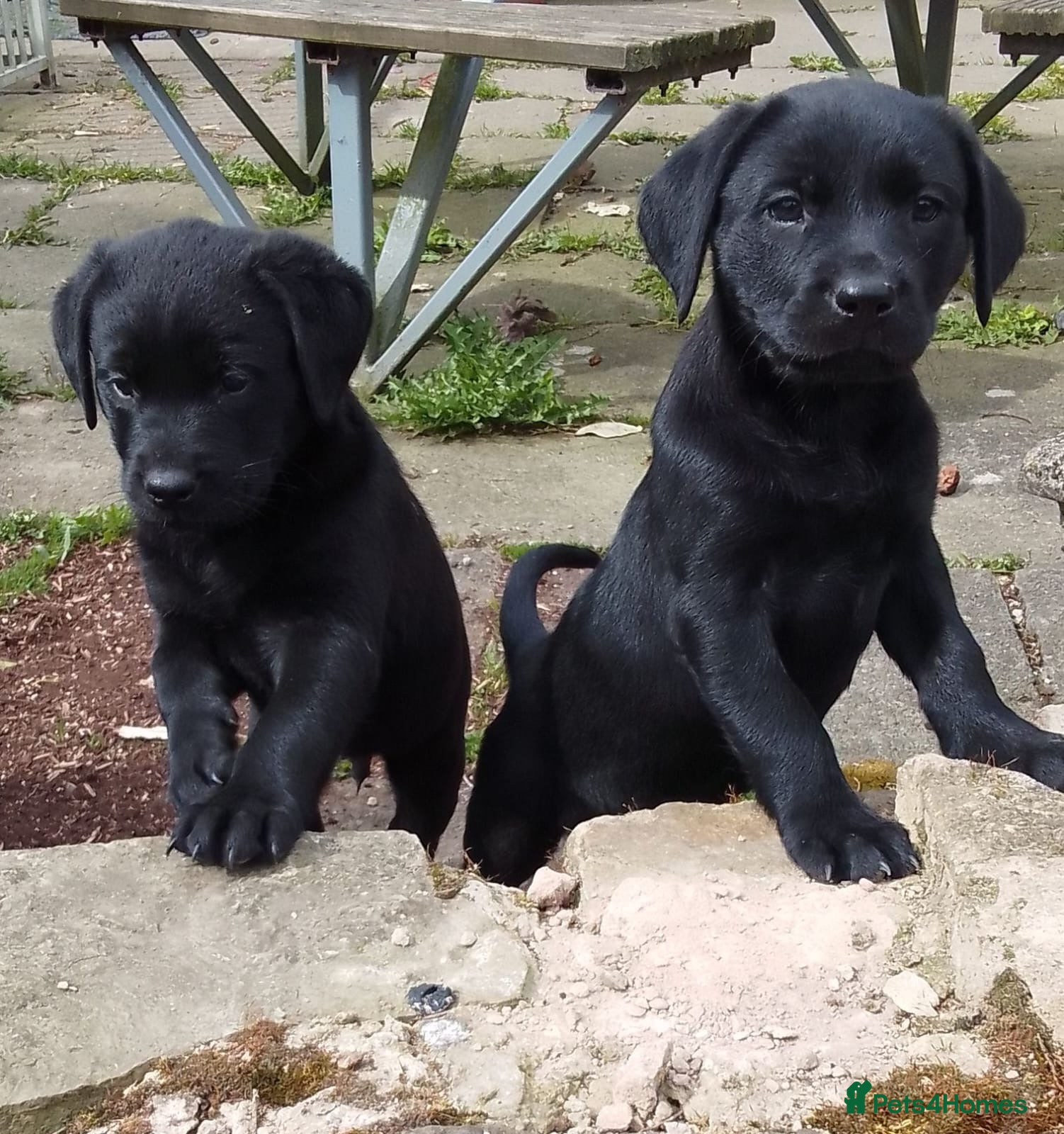 Mixed Breed dogs Rottweiler /Labrador puppies - Advert 1