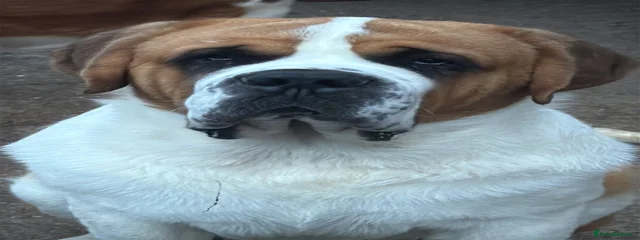 Duke 
