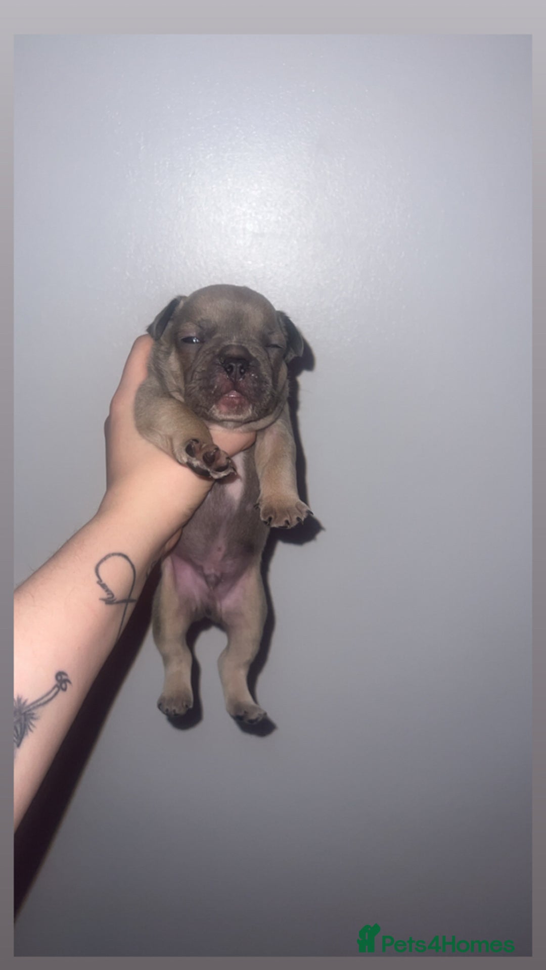 French Bulldog dogs for sale: French Bulldog Puppies  - Image 16