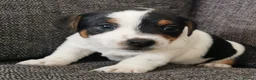 Jack Russell dogs for sale: Superb Veterinary Docked working Jack Russells - Advert 12