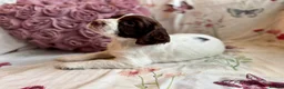 Sprocker dogs for sale: Beautiful Sprocker Spaniel pups  - Advert 6