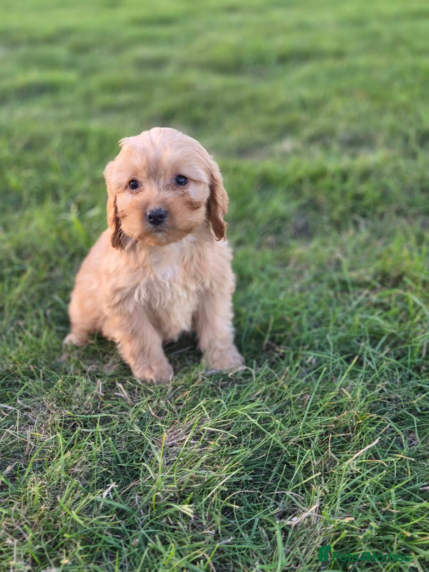 Cockapoo dogs 6 excellent F1 cockapoo pups - Advert 2