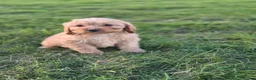 Cockapoo dogs for sale: 6 excellent F1 cockapoo pups - Advert 2