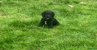 Cocker Spaniel dogs - Advert 3