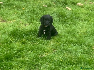 Cocker Spaniel dogs - Advert 16