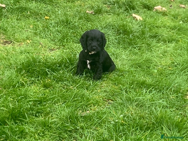 Cocker Spaniel dogs - Advert 25